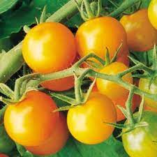 The fruits are flavorful before the golden color is fully developed. Sungold