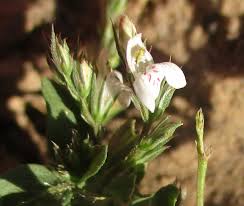 Image result for Dissotis alata