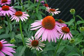 Characteristics vigorous bears circular, bright yellow/gold flowers on erect scapes. Going Native Our Top 10 Native Plants For Houston
