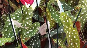 Image result for Begonia pulcherrima