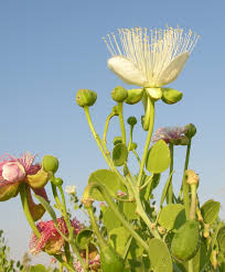 Image result for Capparis cartilaginea