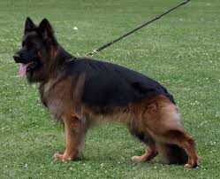 Il giorno in cui francesco borgatti, carissimo amico di papà, si è presentato a casa nostra con in braccio uno splendido cucciolo. Allevamento Cani Pastore Tedesco Di Villa Andrei Messina Sicilia Italia