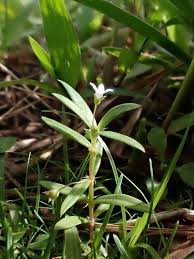 Image result for Oldenlandia lancifolia
