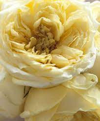 Amy Neunsigner Photography Garden Roses House Beautiful Yellow Cottage Yellow Roses Pale Yellow