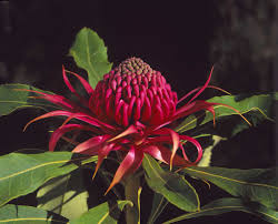 Eight of the best indoor flowering plants available in australia, according to horticultural professionals. Australia S National And State Flowers