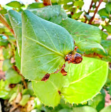 Image result for Mystroxylon