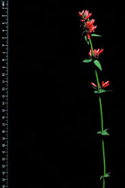 Image result for Russelia sarmentosa