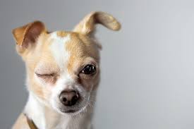 Will My Dog S Eye Infection Clear Up On It S Own Memphis Veterinary Specialists Emergency Cordova Ophthalmology For Pets