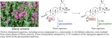 Image result for Triainolepis