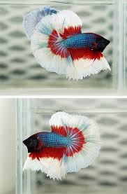 Aquabid Com Halfmoom Betta Auctions Tue Jul 22 23 42 21 2014 Betta Fish Tank Betta Fish Types Betta