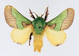 Image result for Putterlickia verrucosa