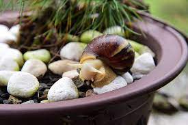 學名：achatina fulica bowdich 生態習性： 卵產於地下約3~5公分處，一次50~200粒卵，幼貝殼高只有5毫米，生長迅速，約一年可達性成熟，此時殼高約5公分，殼淡黃色有深褐色斑紋。 è½èªªå°ç£ç‚'èžºè‚‰é‚„æ˜¯åå¥½éžæ´²å¤§è¸ç‰› è€Œä¸æ˜¯ç™½çŽ‰è¸ç‰› Mobile01