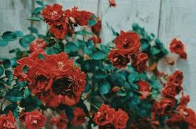 February 17, 2021june 8, 2020 by admin. Aesthetic Red And Flowers Image 6197665 On Favim Com