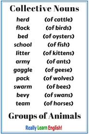 Collective Nouns Group Nouns