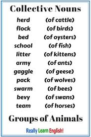 collective nouns group nouns