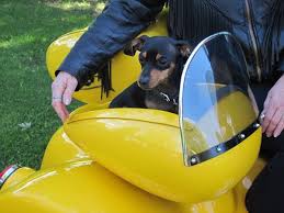 Dog Carriers For Motorcycles Dog Carriers For Motorcycles Pet Carrier Painted No Mounting Hardware Pet Carriers Dog Carrier Dog Gear