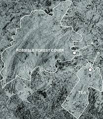 Image result for Polystachya songaniensis