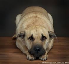 All natural ingredients to keep your dog happy, healthy and strong. Freeze Dry Taxidermy Information For Pet Preservation