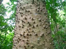 Most of the monkeys would eat until sated and leave the rest of the fruit to whatever other birds, animals, and insects had. Eco News 45 Monkey No Climb Tree Greenzoner Com Blog Greenzoner Com Blog