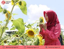 The sunflower (helianthus annuus) is a living annual plant in the family asteraceae, with a large flower head (capitulum). Kebun Bunga Matahari Kampung Inggris