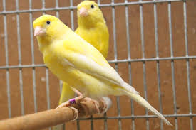 Check spelling or type a new query. Canary Birds For Sale Near Me Cheap Online