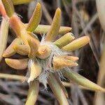 Image result for Portulaca foliosa