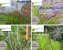 Image result for Anthephora pubescens