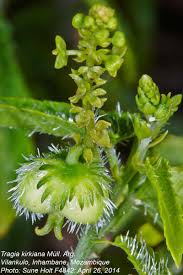 Image result for Tragia kirkiana