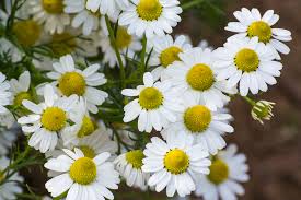 Maybe you would like to learn more about one of these? Chamomile Kegunaan Efek Samping Interaksi Hello Sehat