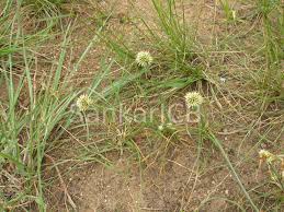 Image result for Cyperus dubius