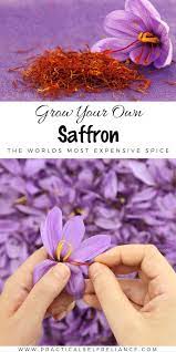 How To Grow Saffron Even In Cold Climates Saffron Plant Growing Saffron Saffron Flower