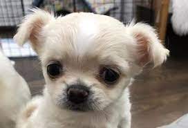 Top 500 Best Female Chihuahua Dog Names The Ultimate List The Paws Girl Dog Names Dog Names Chihuahua Dogs