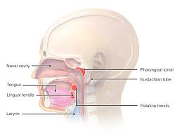 Image result for tonsilla palatina