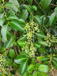 Image result for Ligustrum lucidum