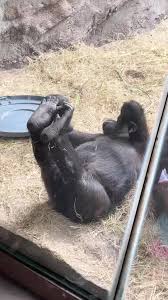 Showing them off for free 🦶 #disneysanimalkingdom #disney #animalking...