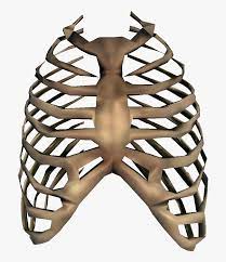 All png images can be used for. Rib Cage Transparent Hd Png Download Kindpng