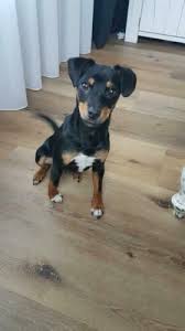 Black And Tan Miniature Jack Russell Terrier Pin Von Aleka Illustration Auf Almost Human In 2020 Jack Russell Terriers Jack Russell Terrier Jacken