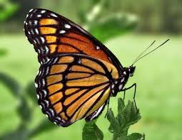 Este tutorial te enseña como dibujar una mariposa. Como Dibujar Una Mariposa