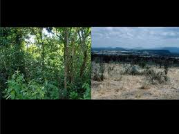 Maybe you would like to learn more about one of these? Two Different Types Of Environment Occured In The Same Areas Of East Africa Human Evolution Habitats Natural Selection