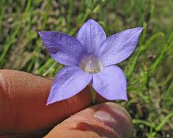 Image result for Wahlenbergia capitata
