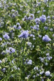 Image result for Gilgiochloa