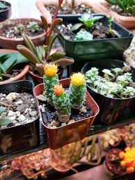 My old one is just 7 months. Grafting Attempts Moon Cactus Pups X Thimble Cactus Succulents