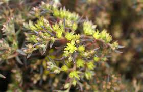 This plant has done well for me in morning sun, fast draining soil, but does not like to be. Sedum Hakonense Chocolate Ball Rotbraune Fetthenne Pflanzenreich
