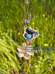 Image result for Dipcadi