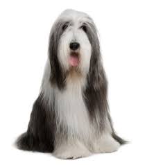 The Shaggy Dog Blog Bearded Collie Dog Breeds Dog Bearding