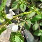 Image result for Cleome aculeata