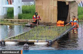 Cara perbedaan katolik roma dan kristen. Menanam Padi Di Atas Rakit Cara Bertani Desa Muara Enggelam Di Kukar Yang Dikelilingi Danau