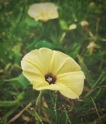 Image result for Ipomoea ephemera