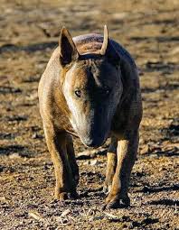 Pin By Mrb On Bulli Kangal Dog Bull Terrier English Bull Terriers