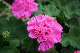 I have been growing indoor plants for many years, and therefore i can say for sure that there is no such flower that flowers all year round, partly without. Growing Geraniums Indoors Home Garden Information Center
